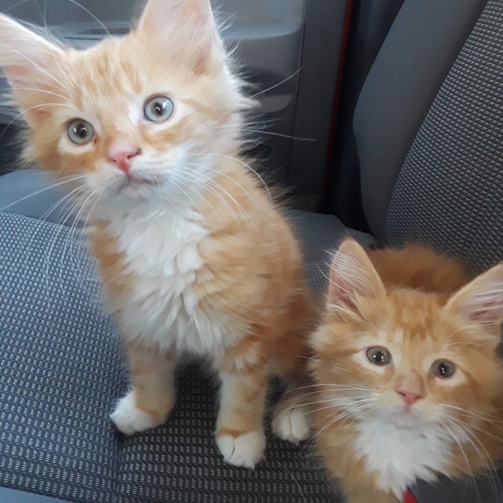 Meet your Posher, Betty